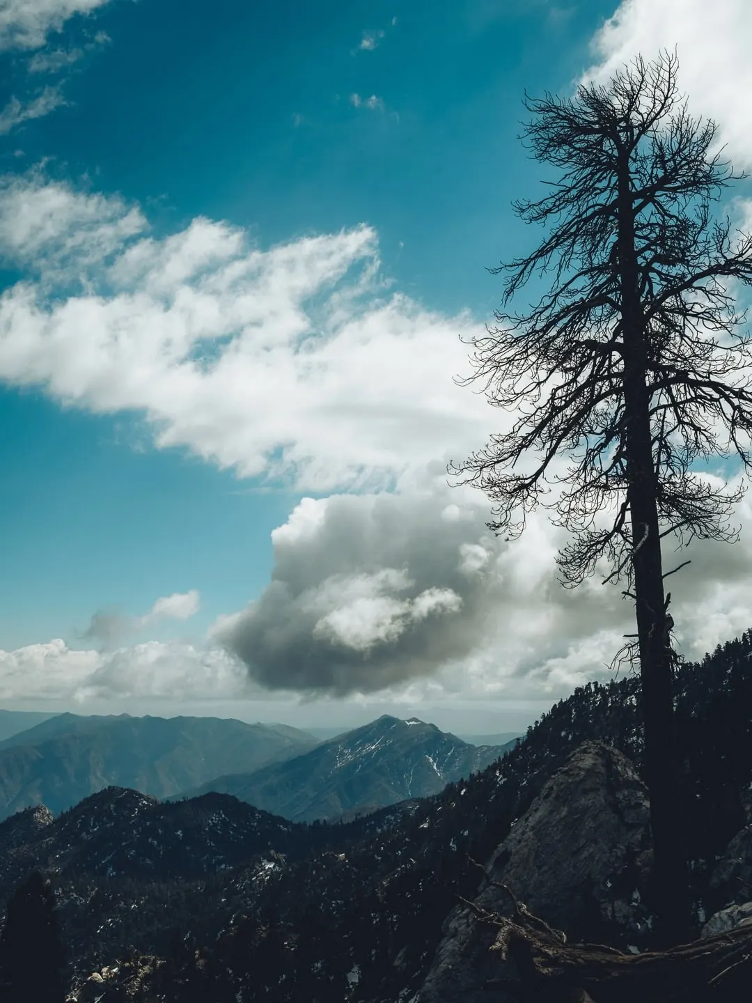 A bare pine tree silhouetted on the right against a partly cloudy blue sky, ridges of mountains receding into haze on the left. Patchy snow on the far slopes.